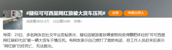 曝可可西里网红狼被货车压死 此前官方曾呼吁禁止投喂